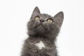 Closeup Gray Kitty Looking Up on White Royalty Free Stock Photo
