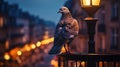 Closeup of gray pigeon bird on a city street. Generative AI