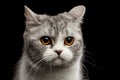 Closeup Gray Scottish Straight Cat Looks Pained on Black