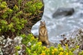 Closeup of a gray squirrel perched on a rock Royalty Free Stock Photo