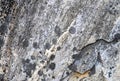 Texture of a gray stone covered with black lichen as an abstract natural background Royalty Free Stock Photo