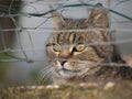 Closeup of a gray striped cat looking behind wires. Royalty Free Stock Photo