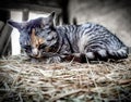 Closeup of a gray striped cat resting on the hay. Royalty Free Stock Photo