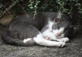 A gray white cat sleeping under a tree Royalty Free Stock Photo