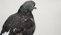 Closeup of gray and white pigeon with big brown eyes and some green fethers on the neck, isolated on white background Royalty Free Stock Photo