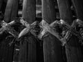 Closeup grayscale of a deteriorated wooden fence: a chair made of bamboo tied with raffia