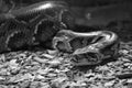 Closeup grayscale of the Indian python (Python molurus) with patterns on the skin in the daytime Royalty Free Stock Photo