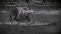 Closeup grayscale shot of a brown bear leaning on a wooden log in a river and biting a fish