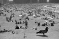 Closeup grayscale shot of a dove on a crowded beach background