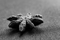 Closeup grayscale shot of a star anise on a cotton surface background Royalty Free Stock Photo