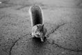 Closeup grayscale of a tubby squirrel standing on the asphalt and looking at the camera Royalty Free Stock Photo