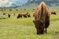 Closeup of grazing bisons in the Yellowstone National Park in the US Royalty Free Stock Photo