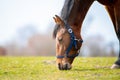 Closeup of a grazing brown horse in a field under the sunlight with a blurred background Royalty Free Stock Photo