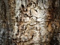 Grazing marks of beetles, bark of an oak tree