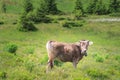 Closeup grazing at mountain cow portrait. Bull funny muzzle on pasture looking at camera. Highland agriculture. Healthy