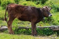 Closeup grazing at mountain cow portrait. Bull funny muzzle on pasture looking at camera. Highland agriculture. Healthy