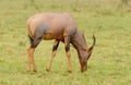 Closeup of a grazing Topi on the Serengeti