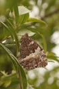 Closeup of the Great banded greyling butterfly, Brintesia circe sitting sitting on a green leaf in a shrub Royalty Free Stock Photo