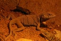 Closeup on a Great Basin collared lizard , Crotaphytus bicinctores Royalty Free Stock Photo