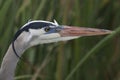 Closeup of a Great Blue Heron Royalty Free Stock Photo