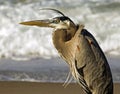 Closeup of a Great Blue Heron at the beach in Florida waiting for food Royalty Free Stock Photo