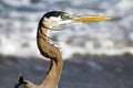 Closeup of a Great Blue Heron at the beach in Florida waiting for food Royalty Free Stock Photo