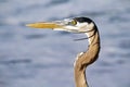 Closeup of a Great Blue Heron at the beach in Florida waiting for food Royalty Free Stock Photo