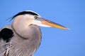 Closeup of a Great Blue Heron Bird Royalty Free Stock Photo