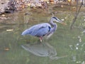 Closeup Great Blue Heron Bird Chest High in Lake Water Inlet with Fall Colored Leaves
