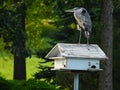 Closeup of A Great Blue Heron Bird Standing On Top of a White Birdhouse Royalty Free Stock Photo