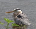 Closeup of a Great Blue Heron deep in water Royalty Free Stock Photo