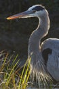 Closeup of a Great Blue Heron - Florida Royalty Free Stock Photo