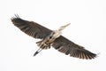 Closeup of a great blue heron flying in the bright sky Royalty Free Stock Photo