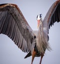 Closeup of great blue heron head and front feathers Royalty Free Stock Photo