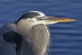 Closeup of a Great Blue Heron - Merritt Island National Wildlife Royalty Free Stock Photo