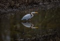 Closeup of a great blue heron perched in a pond in a forest Royalty Free Stock Photo