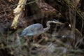 Closeup of a great blue heron perched in a pond in a forest Royalty Free Stock Photo