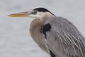 Closeup of a Great Blue Heron - Pinellas County, Florida Royalty Free Stock Photo