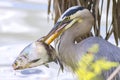 Great Blue Heron With Speared Fish Royalty Free Stock Photo