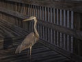 Great Blue Heron Posing in the Evening Light Royalty Free Stock Photo