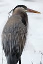 Closeup of Great Blue Heron staring intently