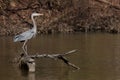 Closeup Great Blue heron staring onto the lake for next meal. Royalty Free Stock Photo