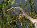 Great Blue Heron hunting at the Viera Wetlands in Florida Royalty Free Stock Photo