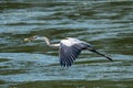 Closeup of a great blue heron (Ardea herodias) during its flight over the sea Royalty Free Stock Photo