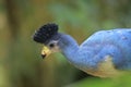 Closeup of a Great blue turaco, Corythaeola cristata, bird Royalty Free Stock Photo