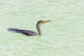 Closeup of the great cormorant floating on the water surface. Royalty Free Stock Photo