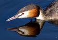 Closeup of a great crested grebe and its reflection on a mirror lake with water drops on its crest