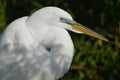 Closeup of a Great Egret in Breeding Plumage - Florida Royalty Free Stock Photo