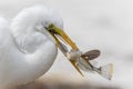 Closeup of Great Egret Catching a Fish - Florida Royalty Free Stock Photo