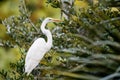 Closeup of a great egret perched on a tree branch in Kiawah Island, North Carolina Royalty Free Stock Photo